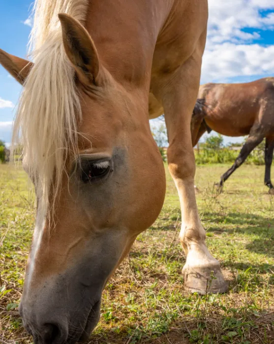 Due cavalli al pascolo sul prato, uno in primo piano con la criniera chiara